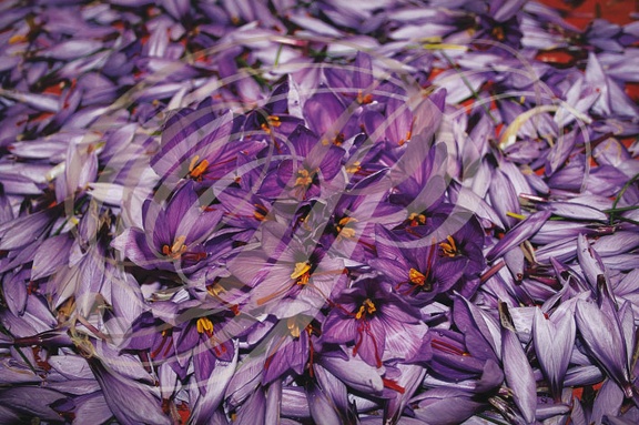 SAFRAN - Crocus sativus - fleurs ouvertes