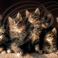 CHAT_MAINE_COON_chatons.jpg