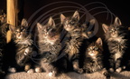 CHAT MAINE COON - chatons