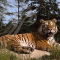 TIGRE DE SIBERIE Panthera tigris longipilis2