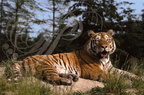 TIGRE DE SIBERIE Panthera tigris longipilis2