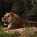 TIGRE_DE_SIBERIE_Panthera_tigris_longipilis.jpg