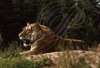 TIGRE DE SIBERIE Panthera tigris longipilis