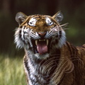 TIGRE DE SIBERIE Panthera tigris longipilis (flehmen)