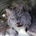 LYNX DU CANADA Lynx canadensis