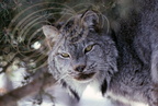 LYNX   : Lynx du Canada - Canada lynx - Lince canadiense  (Lynx canadensis)  -  Lynx pardelle (Lynx pardina)