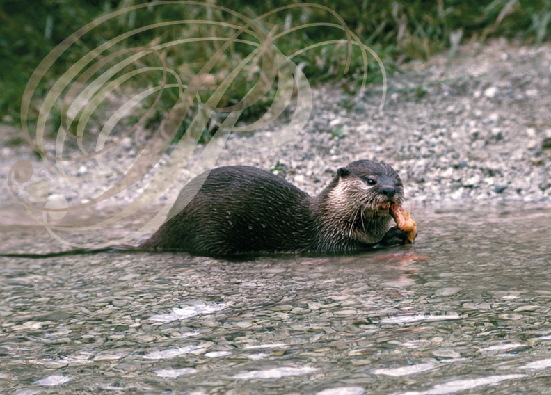 LOUTRE_D_EUROPE_Lutra_lutra.jpg