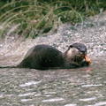 LOUTRE D'EUROPE - Lutra lutra