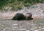 LOUTRE D'EUROPE - European otter - Nutria europea  (Lutra lutra)