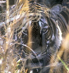 TIGRE INDIEN (Panthera tigris tigris) - Réserve de Ranthambor