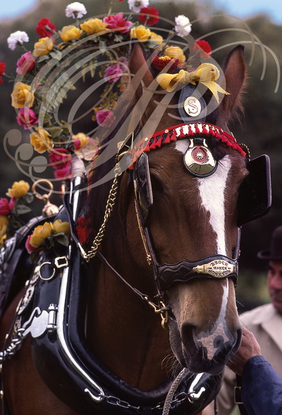 WALSALL (West Middlands) - SHIRE SHOW - cheval harnaché pour le concours de beauté