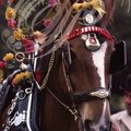 WALSALL (West Middlands) - SHIRE SHOW - cheval harnaché pour le concours de beauté