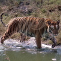 TIGRE_INDIEN_Panthera_tigris_dansleau.jpg