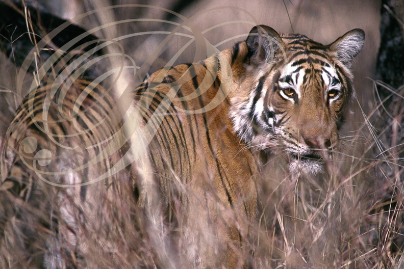TIGRE_INDIEN_Panthera_tigris_Reserve_de_Barathpur.jpg