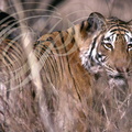 TIGRE_INDIEN_Panthera_tigris_Reserve_de_Barathpur.jpg