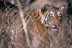 TIGRE INDIEN - Panthera tigris tigris - Réserve de Ranrhambor (Rajasthan - Inde)