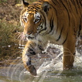 TIGRE INDIEN Panthera tigris tigris