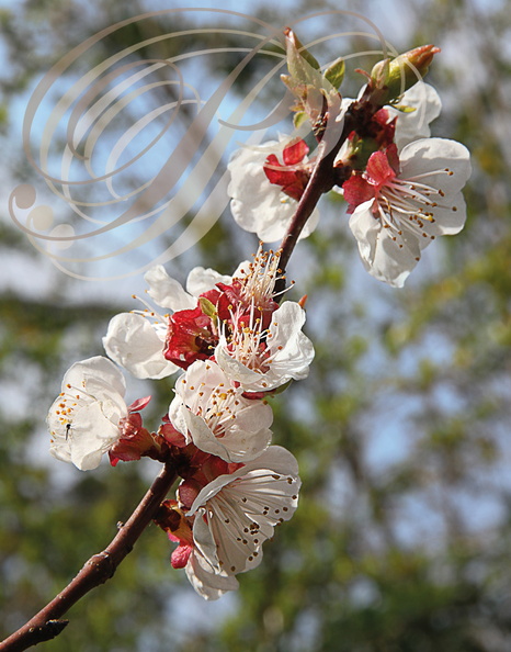 ABRICOTIER_Prunus_armeniaca_Fleurs.jpg