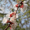ABRICOTIER (Prunus armeniaca) - Fleurs
