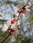 ABRICOTIER (Prunus armeniaca) - Fleurs
