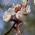 ABRICOTIER  (Prunus armeniaca) - Fleurs (gros plan)