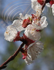 ABRICOTIER  (Prunus armeniaca) - Fleurs (gros plan)