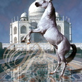 CHEVAUX de RÈVE : "Le Cheval du Taj Mahal"