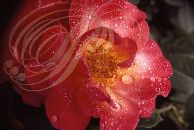 ROSIER - fleur simple - gouttes de rosée