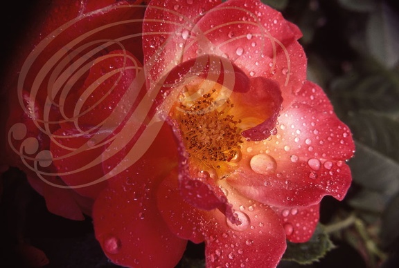 ROSIER - fleur simple - gouttes de rosée
