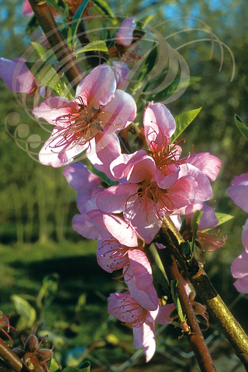 PÊCHER  ( Prunus persica)  - Fleurs
