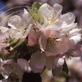 POMMIER (Malus pumila) - fleurs