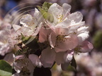 POMMIER (Malus pumila) - fleurs