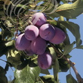 PRUNIER (Prunus domestica) - variété : PRUNE d ENTE (Pruneaux)