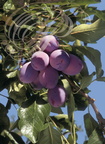 PRUNIER (Prunus domestica) - variété : PRUNE d ENTE (Pruneaux)