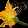 COURGETTE (Cucurbita pepo) - fleur