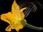 COURGETTE (Cucurbita pepo) - fleur