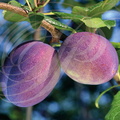 PRUNIER (Prunus domestica) - variété : PRUNE PRÉSIDENT