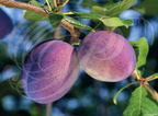 PRUNIER (Prunus domestica) - variété : PRUNE PRÉSIDENT