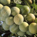PRUNIER (Prunus domestica) - variété : REINE-CLAUDE