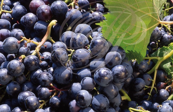 VIGNE (Vitis vinifera) - RAISIN (cépage  ALPHONSE LAVALLÉE)