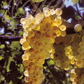 VIGNE (Vitis vinifera) - RAISIN (cépage CHASSELAS  DORÉ)