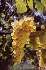 VIGNE (Vitis vinifera) - RAISIN (cépage CHASSELAS  DORÉ)