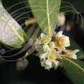 LAURIER SAUCE (Laurus nobilis) - fleurs
