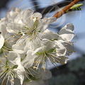 PRUNIER_Prunus_domestica_variete_REINE_CLAUDE_Fleurs.jpg