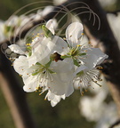PRUNIER (Prunus domestica) - variété REINE-CLAUDE (Fleurs)