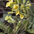 PRIMEVÈRE OFFICINALE (Primula veris)