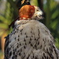 FAUCONNERIE - Faucon lanier (Falco biarmicus)