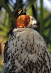 FAUCONNERIE - Faucon lanier (Falco biarmicus)