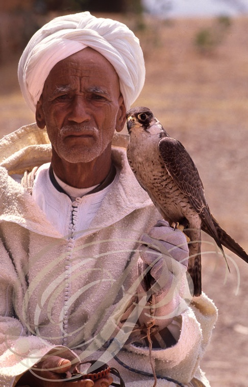 FAUCONNERIE (Maroc) - Fauconnier de la région des Doukkala et son faucon de Barbarie (Falco pelegrinoides)