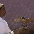FAUCONNERIE - Fauconnier de la région des Doukkala et son faucon de Barbarie (Falco pelegrinoides)